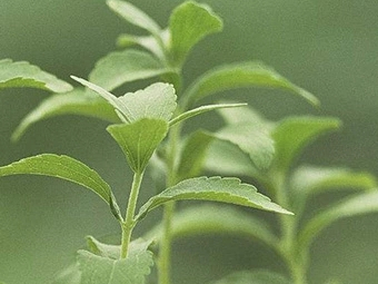  extrato da planta stevia