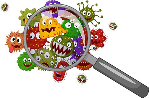 Três tipos de microrganismos que causam a deterioração dos alimentos