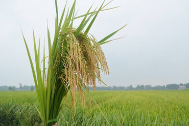 desbloqueando diversidade genética de arroz para segurança alimentar