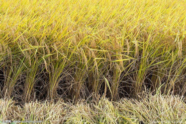 Cientistas chineses encontram gene que aumenta a produção de arroz em solo salino